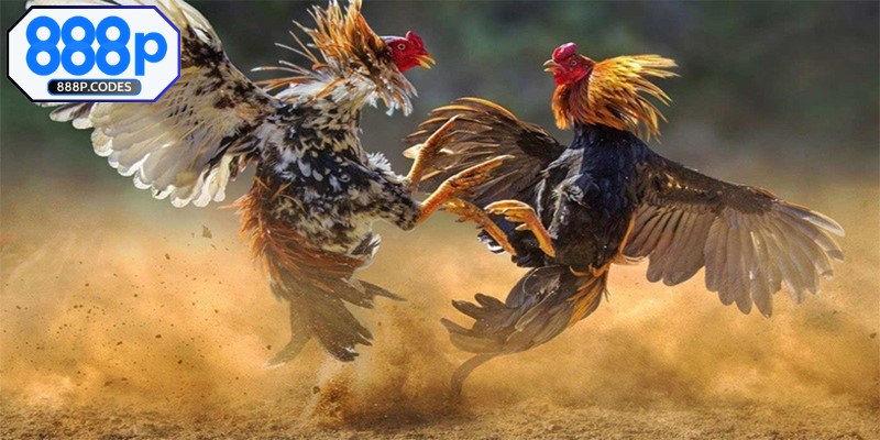Điểm danh các trận đá gà kịch tính, cuốn hút hiện nay