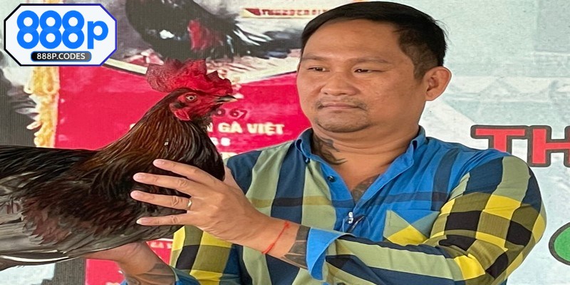 Trận đá gà 24 tỷ được tổ chức tại trường gà Thomo