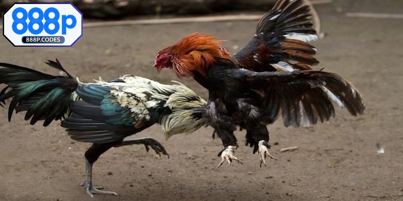 Địa điểm tổ chức chính đá gà 24 tỷ tại trường gà Thomo