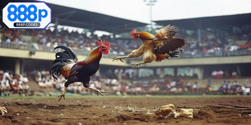 Chi tiết và diễn biến của trận đá gà 24 tỷ