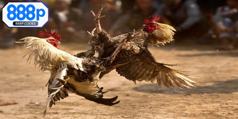 Lưu ý khi tham gia đấu gà để đạt hiệu quả tốt