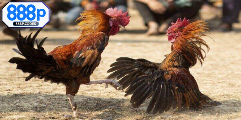 Trực tiếp đá gà C1 là một trong những đấu trường danh giá nhất