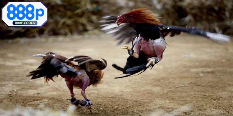 Quy tắc trong trực tiếp đá gà C1 nên biết