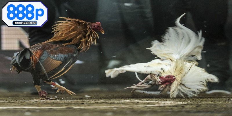 Xử lý vết thương trong trực tiếp đá gà C1