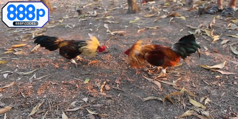 Sức hấp dẫn của đá gà tre tại 888P