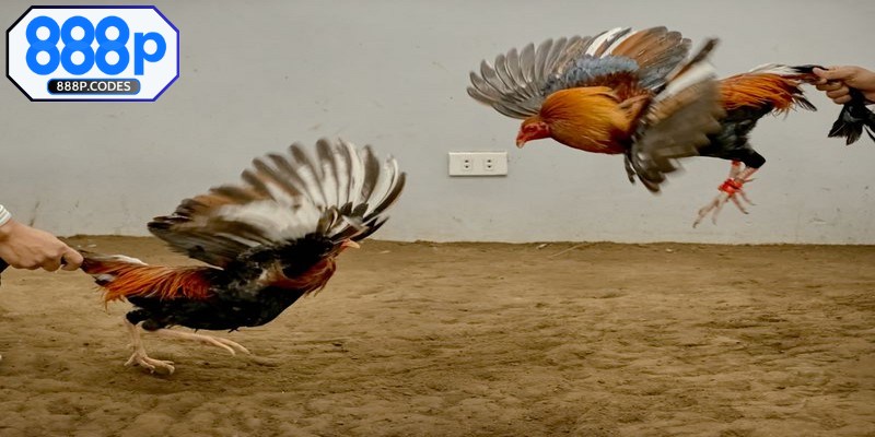 Tại sao nên theo dõi đá gà tre tại 888P