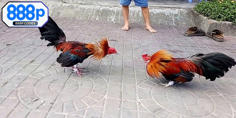 Kinh nghiệm khi tham gia cược đá gà tre 888P